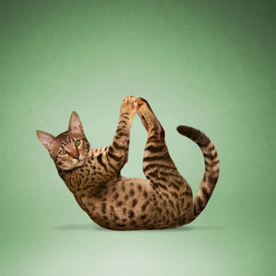 Красивые позы кошек