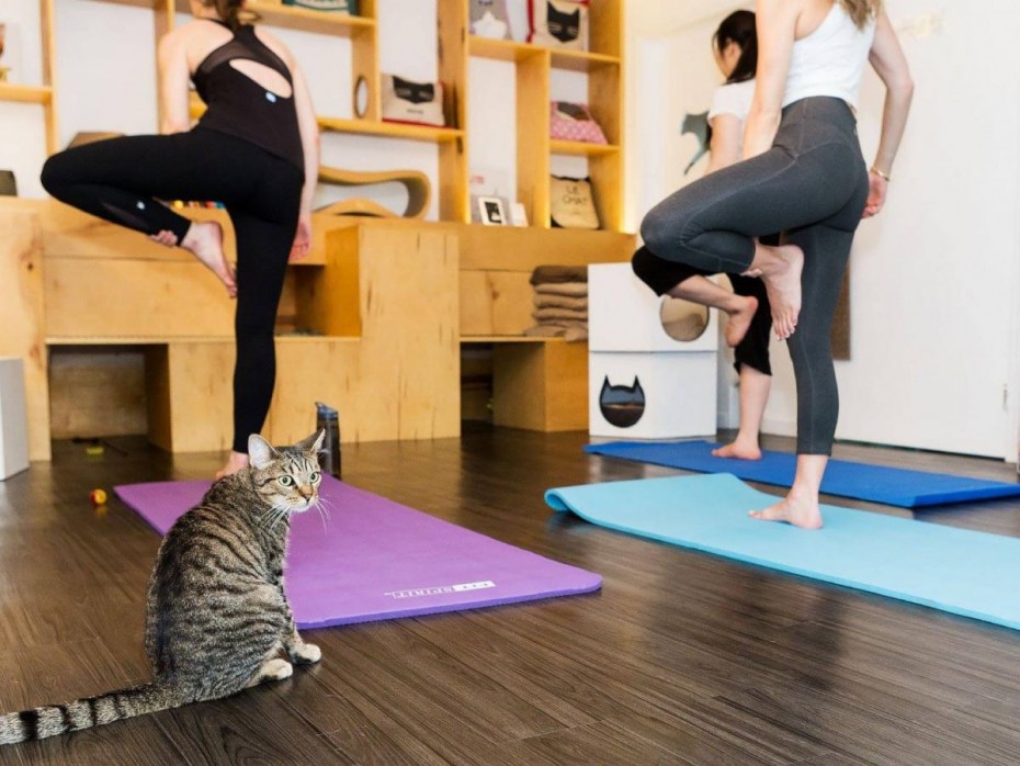 Кот занимается спортом