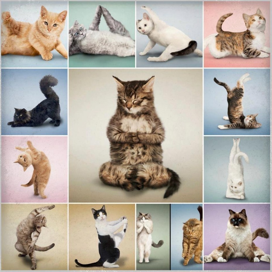 Кошка йога