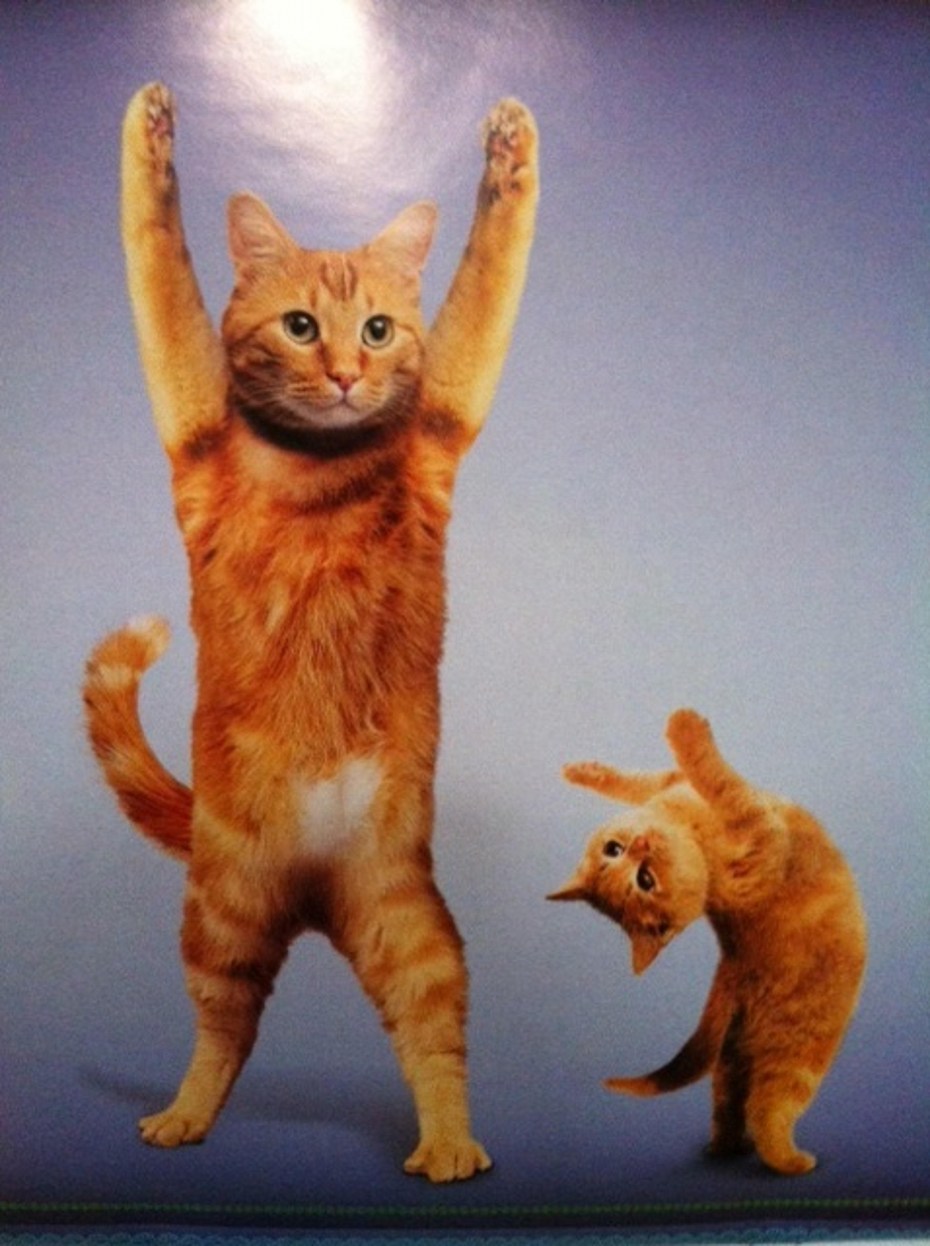 Кошка йога