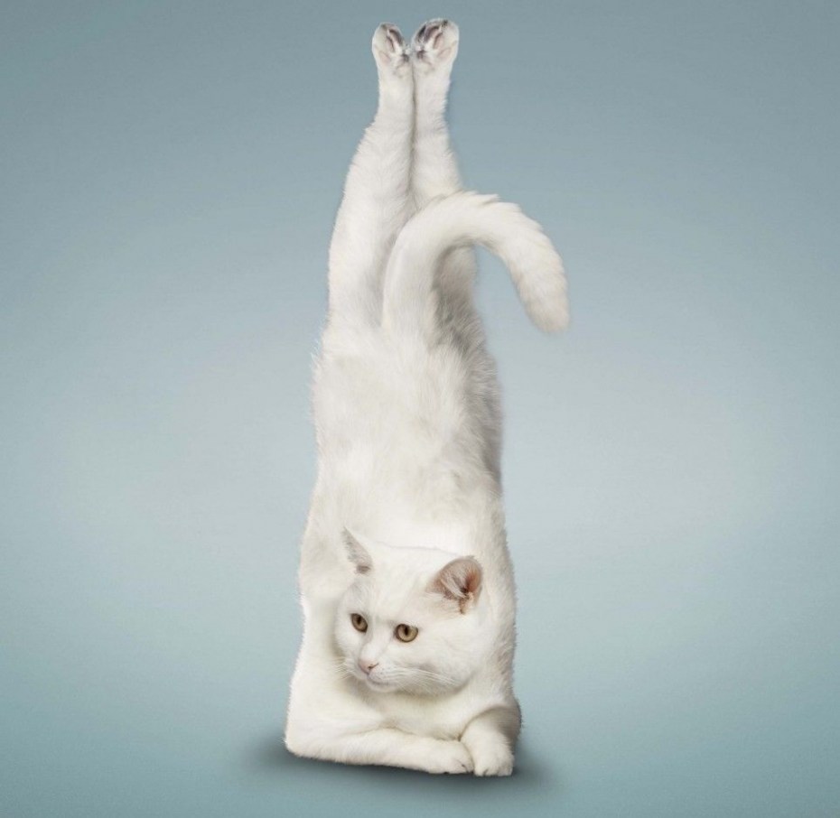 Коты гимнасты