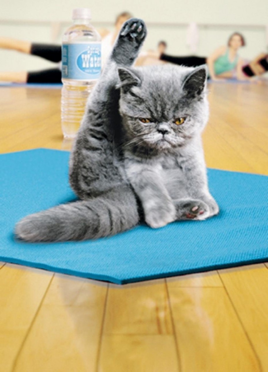 Кот занимается спортом