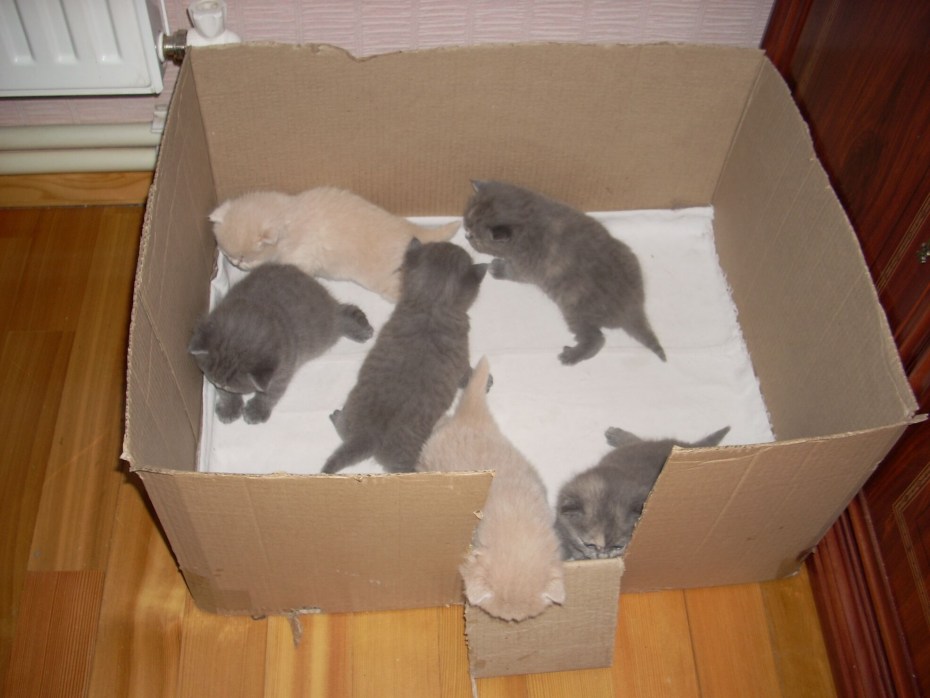 Ответы hb-crm.ru: какс сделать домик из коробки для беременной кошки?
