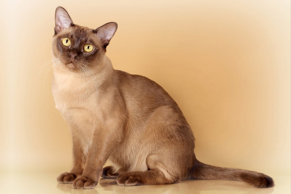 Бурманский котенок