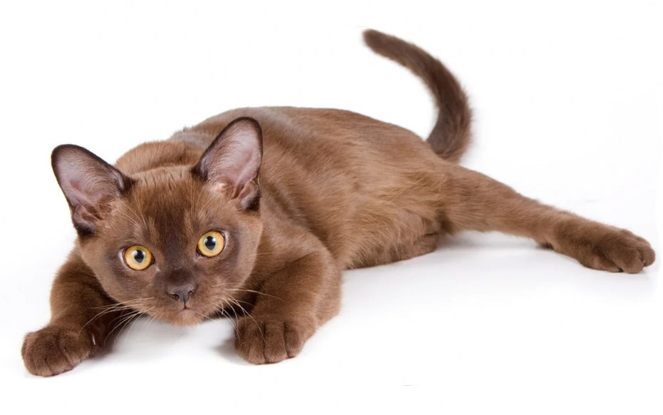Crystal_Flames_cattery питомник коты