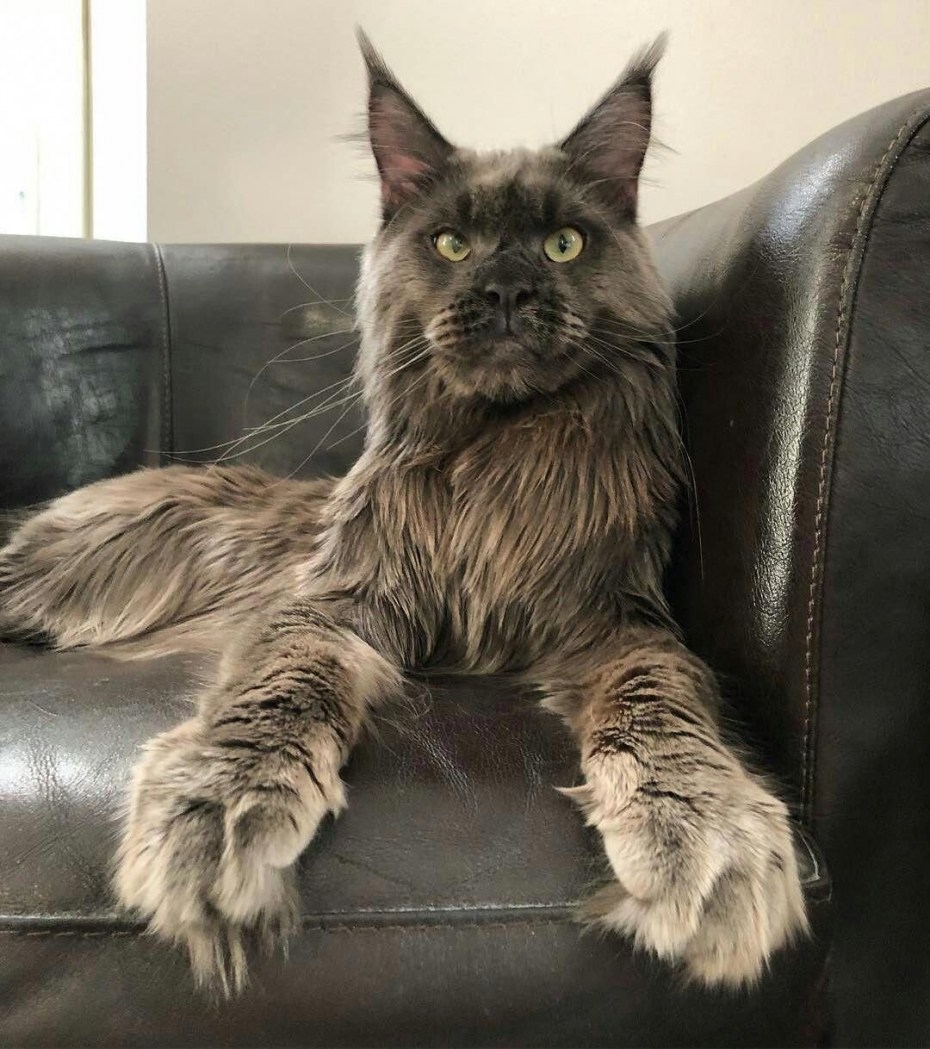 Мейнкун кот с человеком