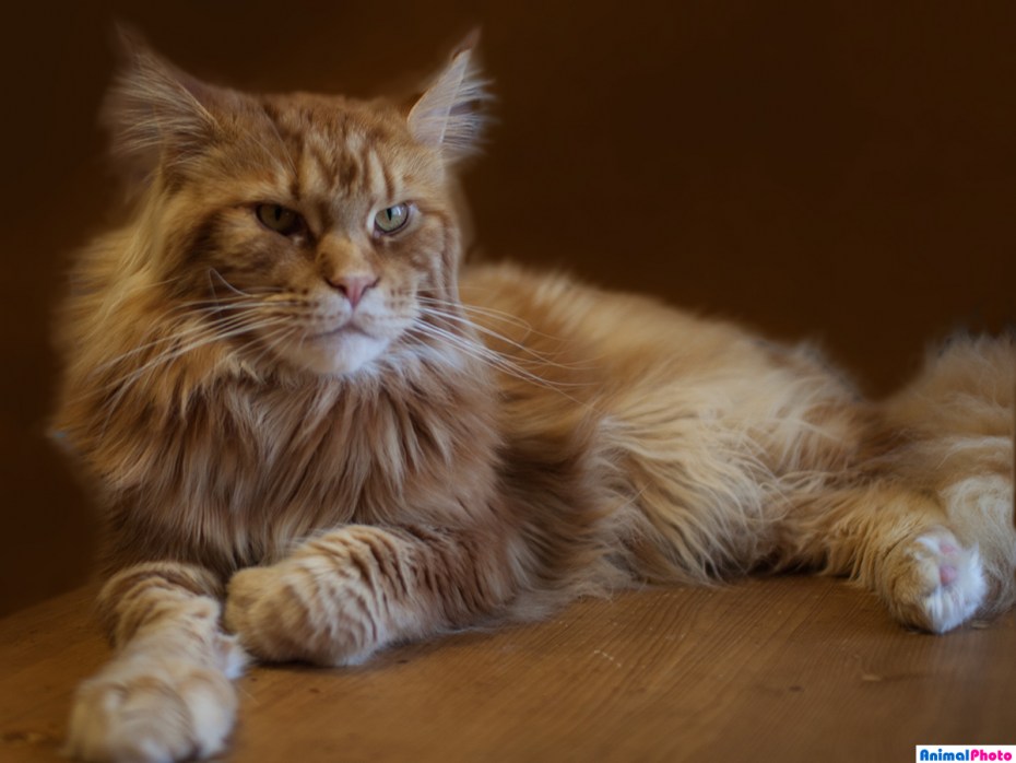 Коты Мейн куны