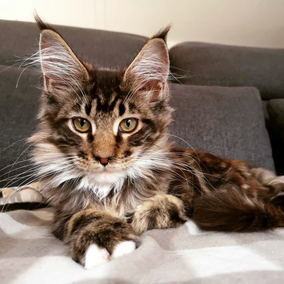 Кошкодевочка Мейн кун