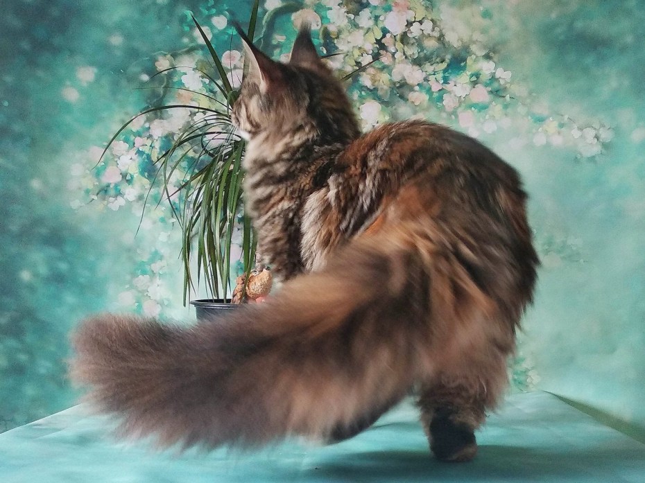Большие коты Мейн кун