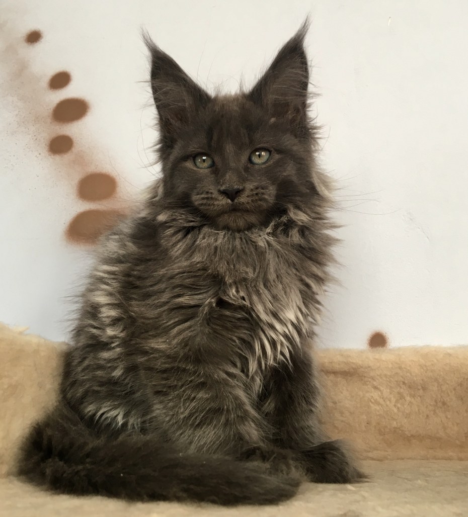 Мейнкун кот Размеры