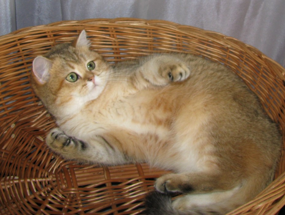 Золотая шиншилла кошка кошка тикированная