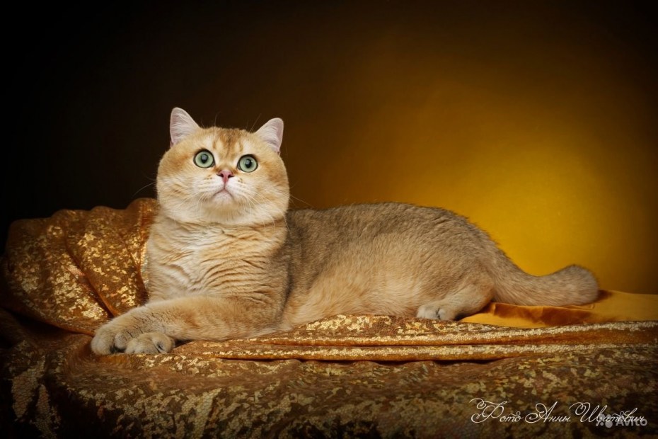 Шотландская короткошерстная Золотая шиншилла