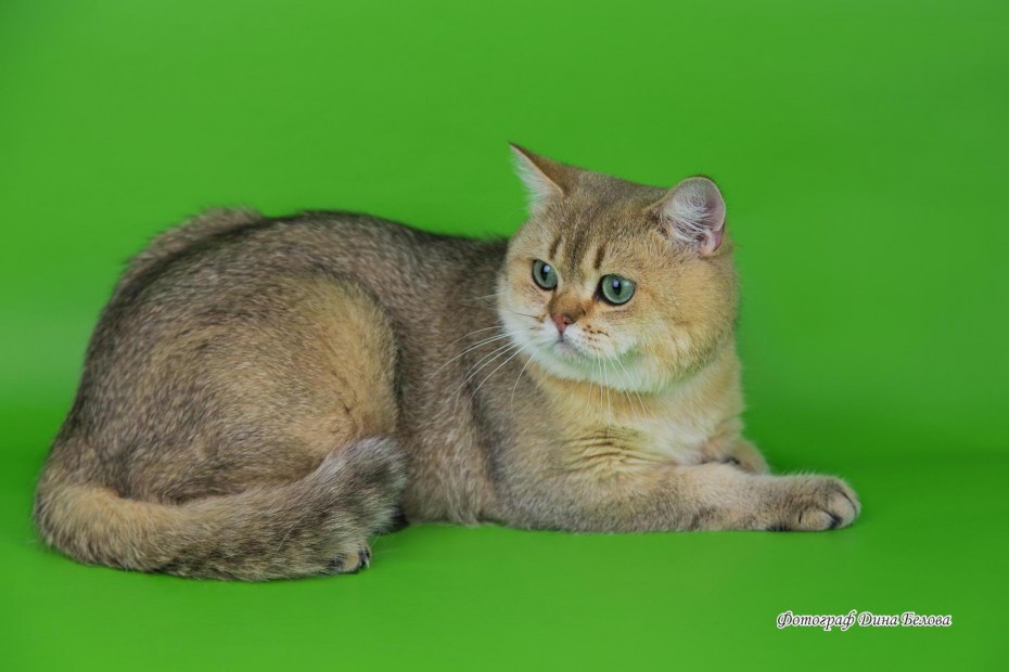 Британский кот рыжий тикированный