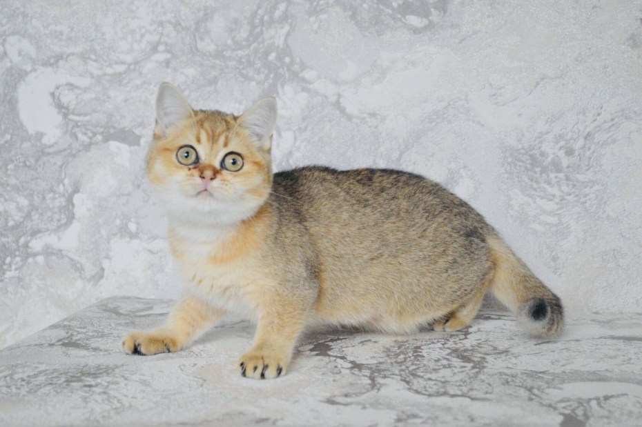 Золотая тикированная шиншилла