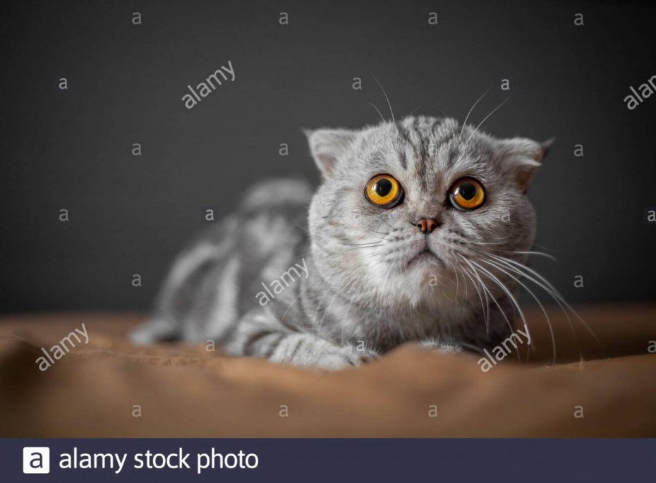 Скоттиш-фолд Шотландская вислоухая
