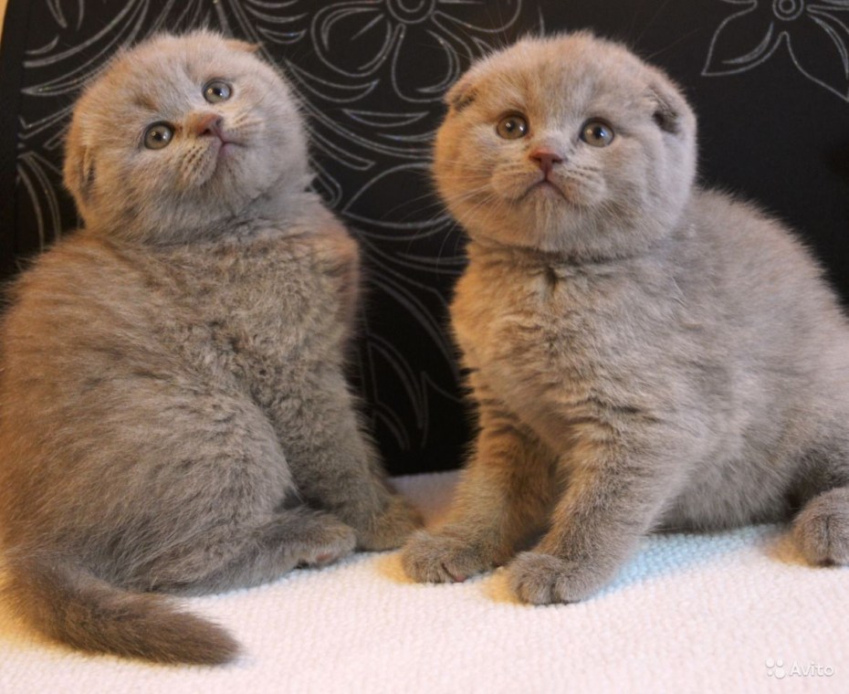 Шотландская вислоухая кошка серая