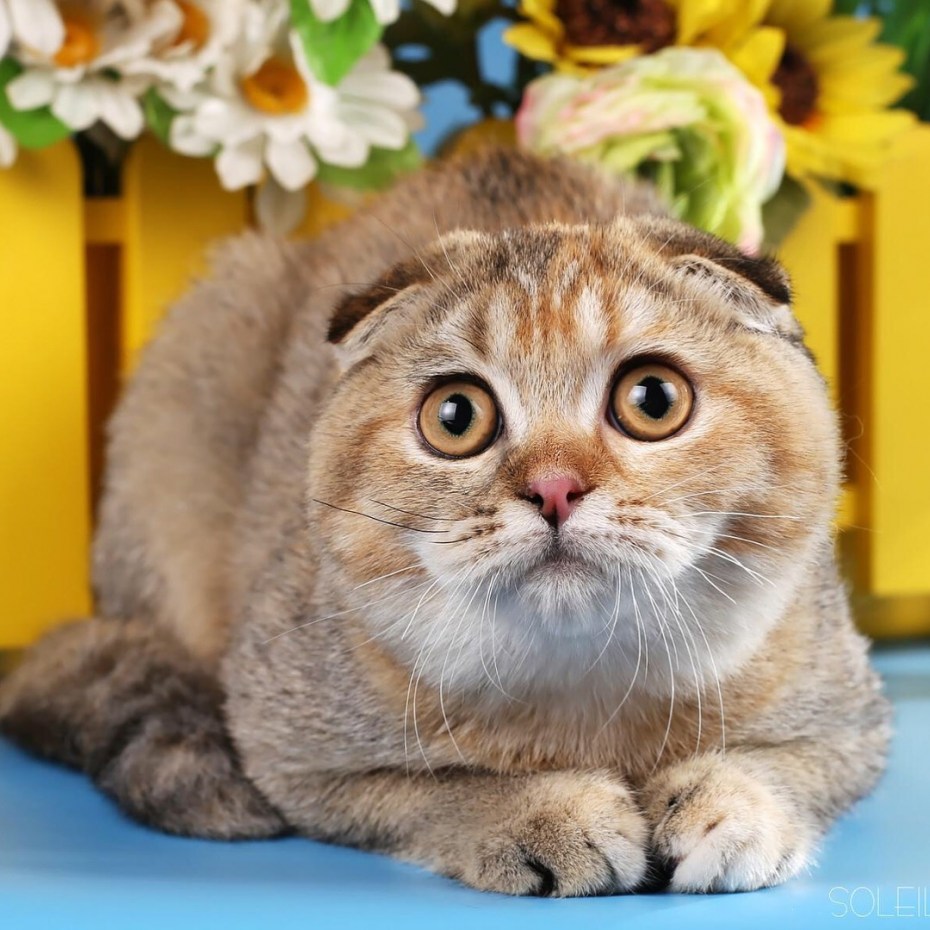 Скоттиш-фолд Шотландская вислоухая