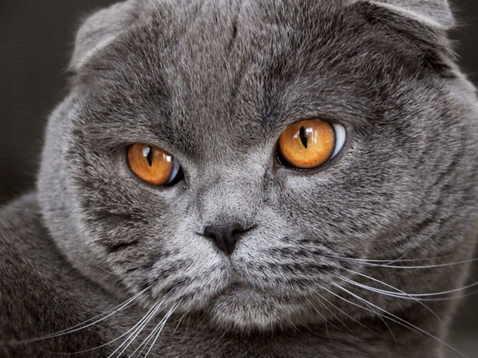 Шотландская вислоухая кошка