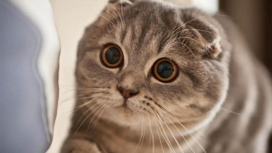 Скоттиш фолд серебристый
