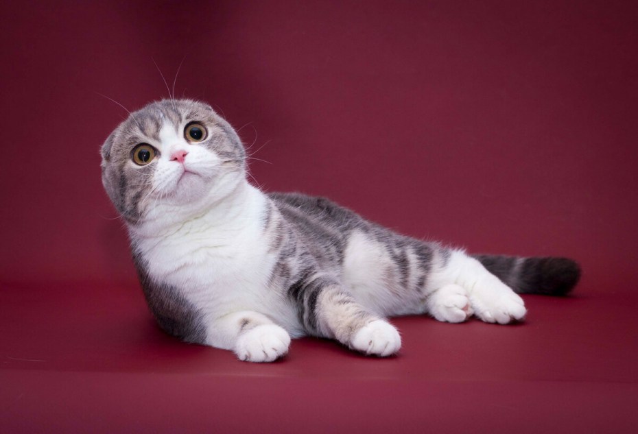 Скоттиш-фолд Шотландская вислоухая котята