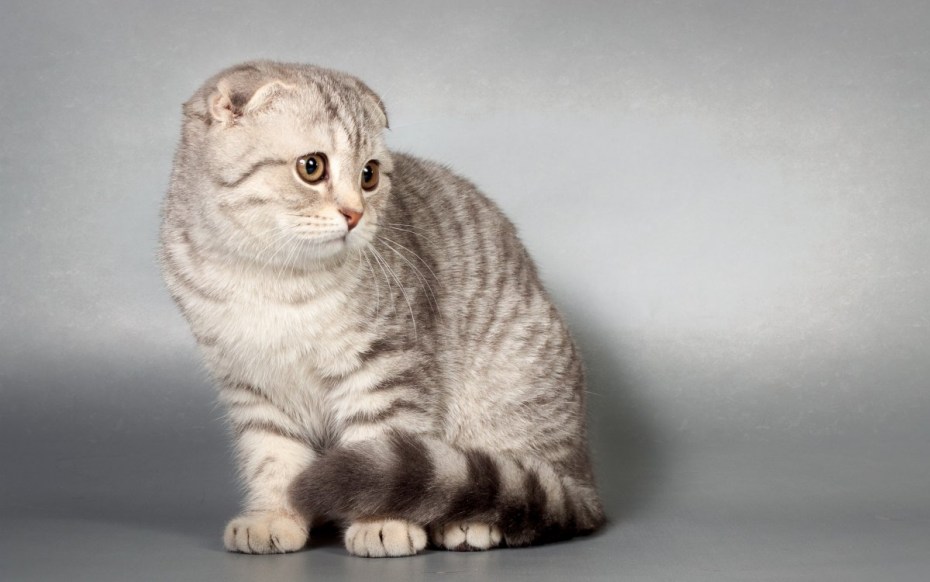 Шотландская вислоухая кошка