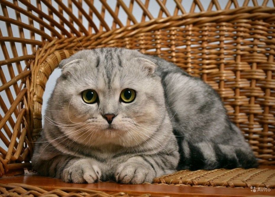 Шотландский скоттиш фолд серый