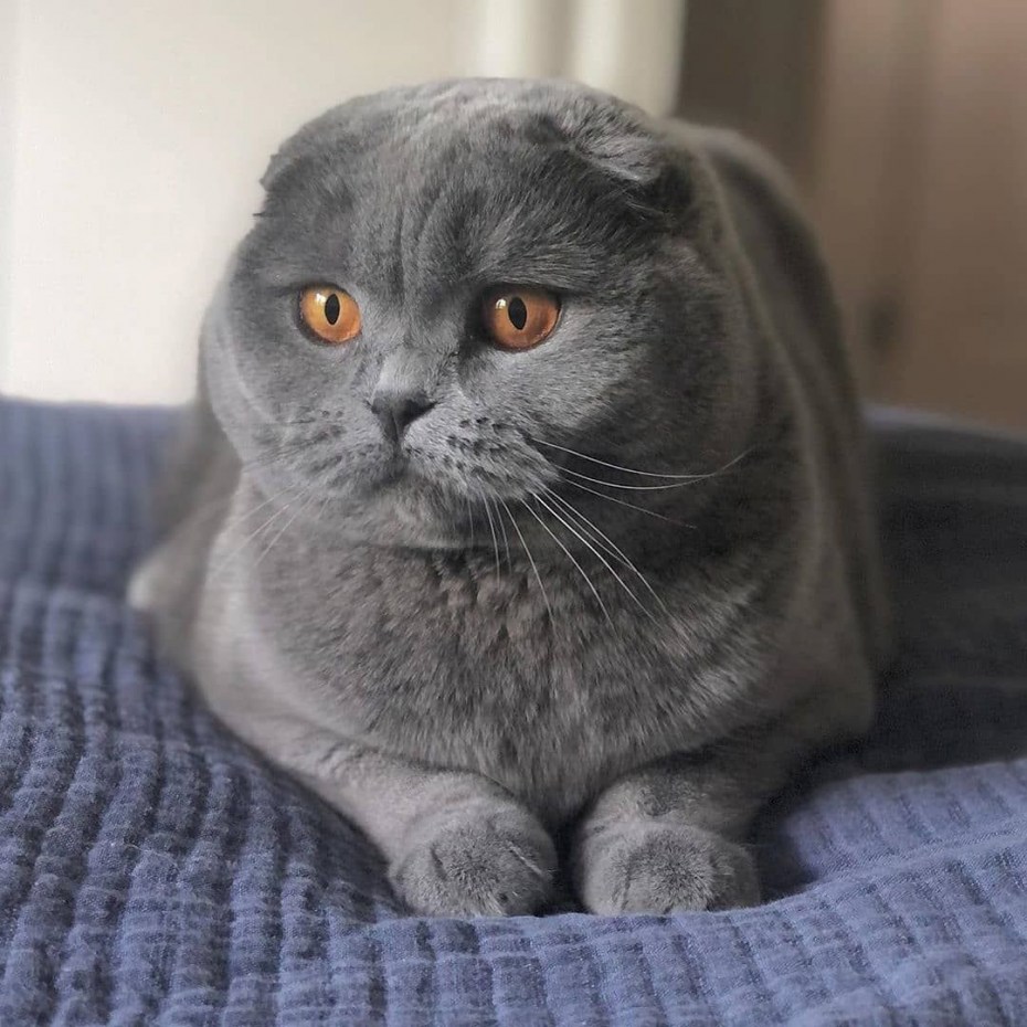 Шотландский вислоухий кот серый