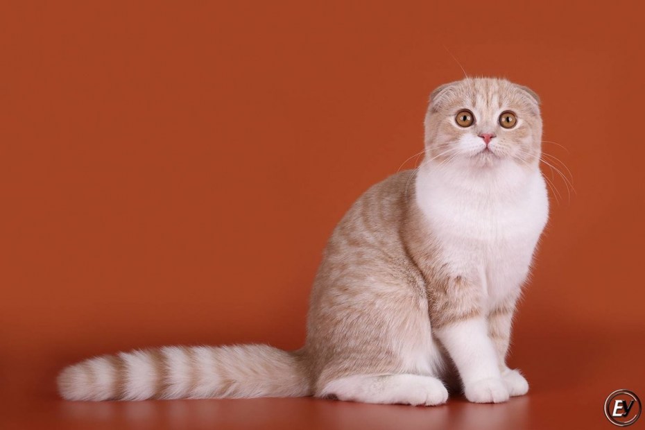 Скоттиш фолд