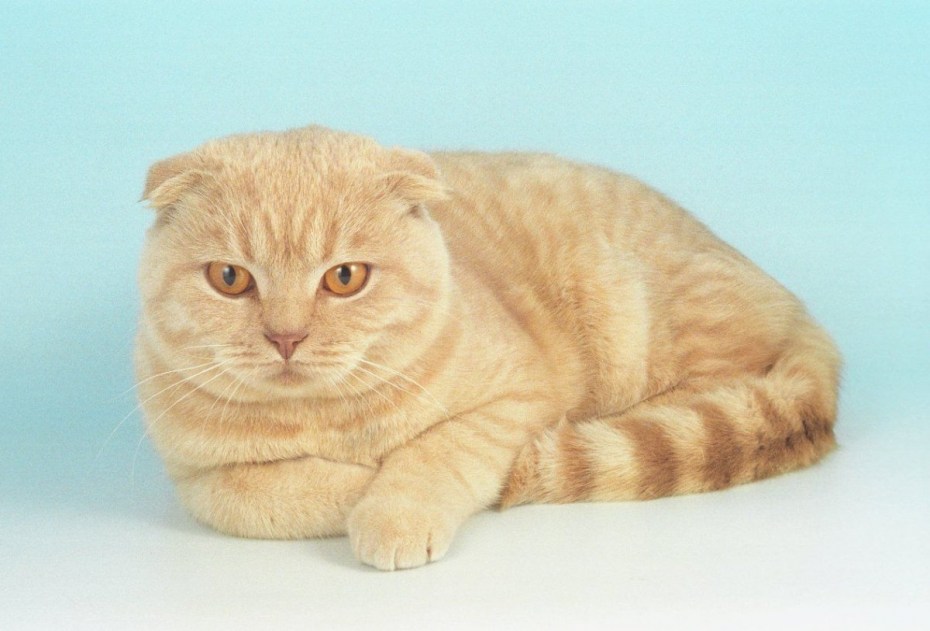 Королевский вислоухий кот