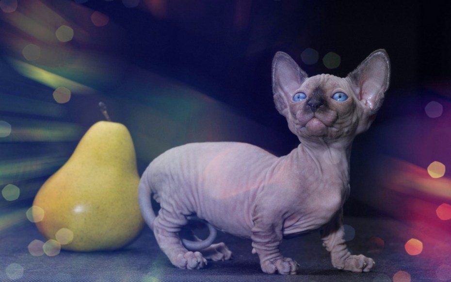 Кот породы Бамбино