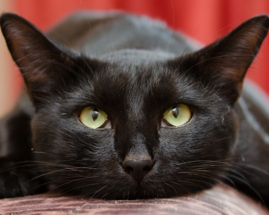 Черные коты