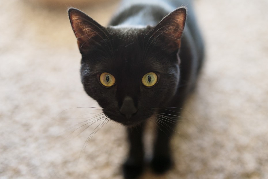 Черная кошка