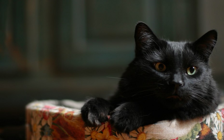 Черный котенок