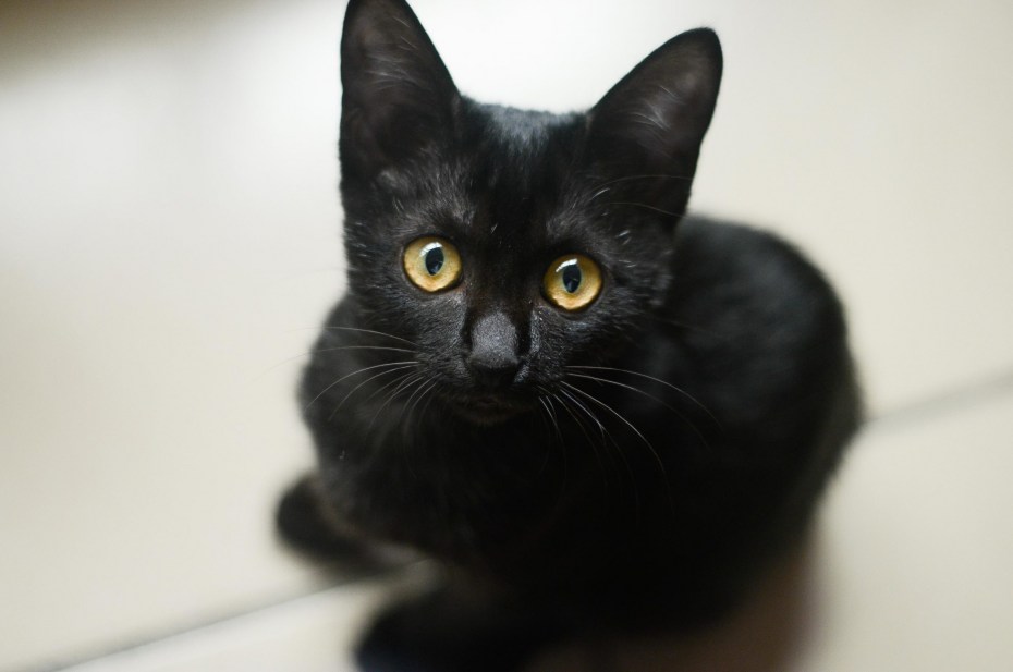 Черный средний кот