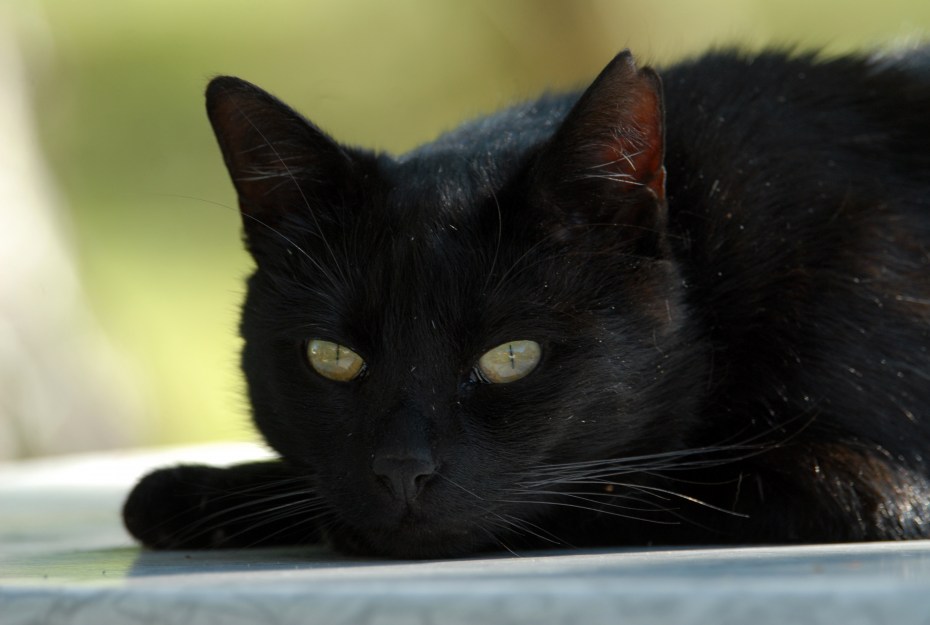 Чёрный котик