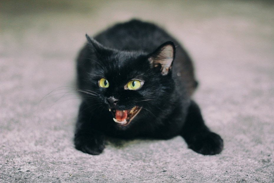 Чёрный котик