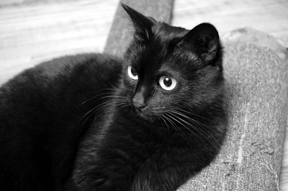 Черные коты