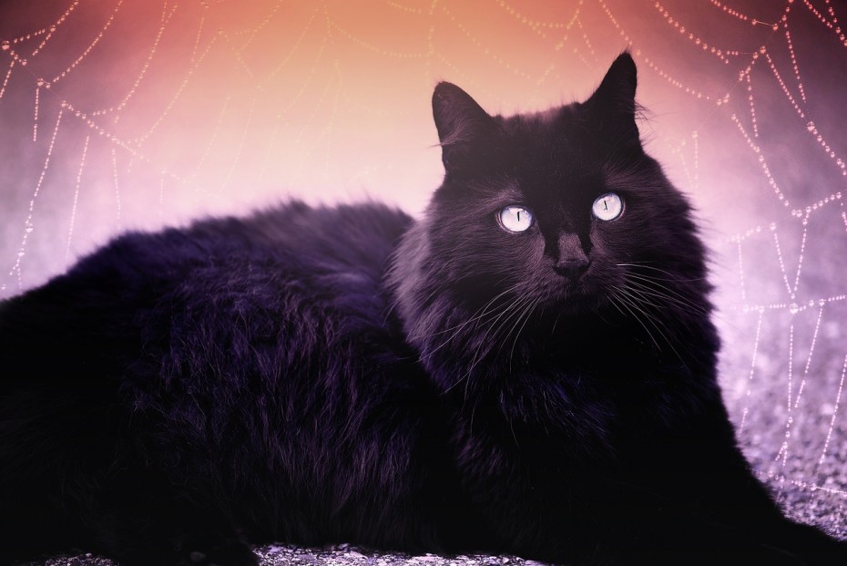 Русская черная кошка