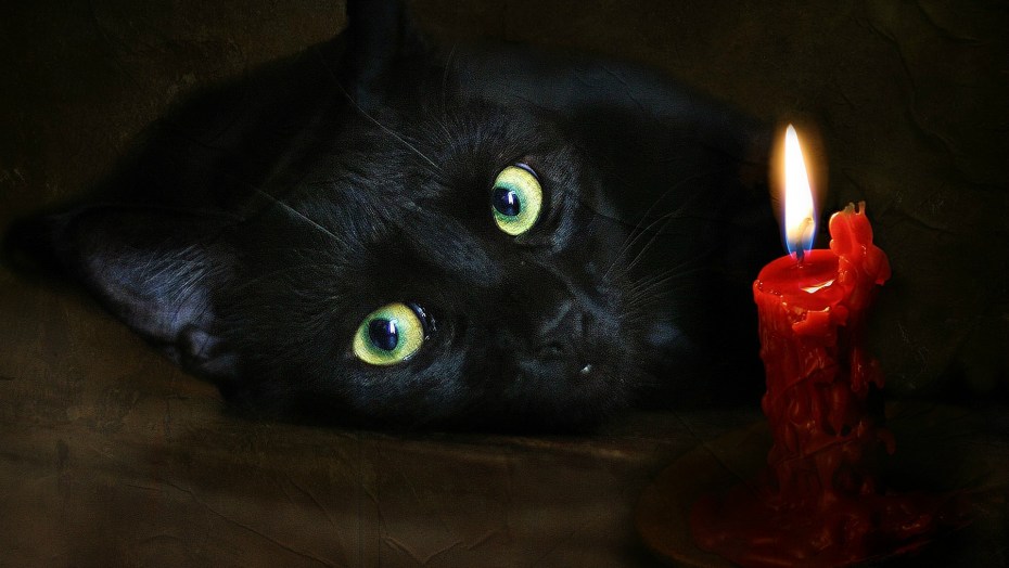 Красивая черная кошка