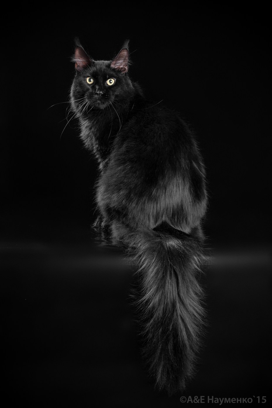 Кот Мейн кун черный