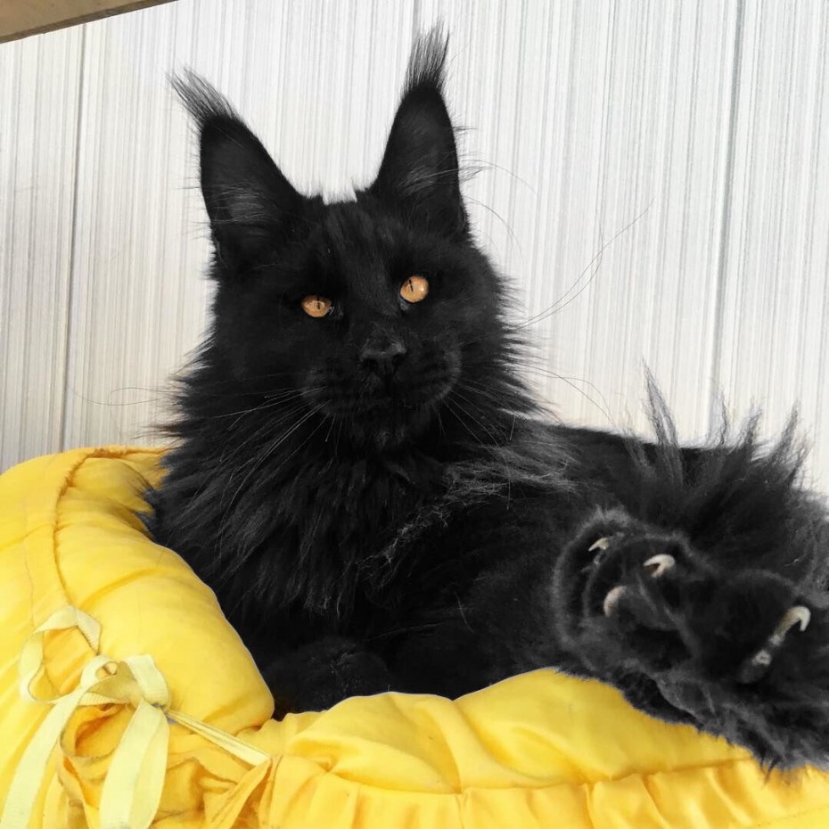Мейн кун котенок черный