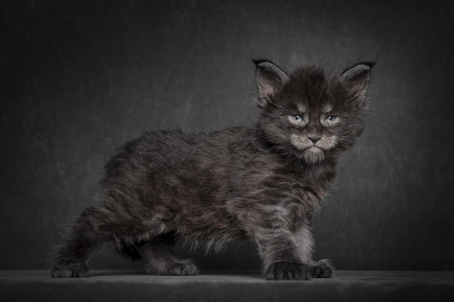 Мейн кун котенок черный