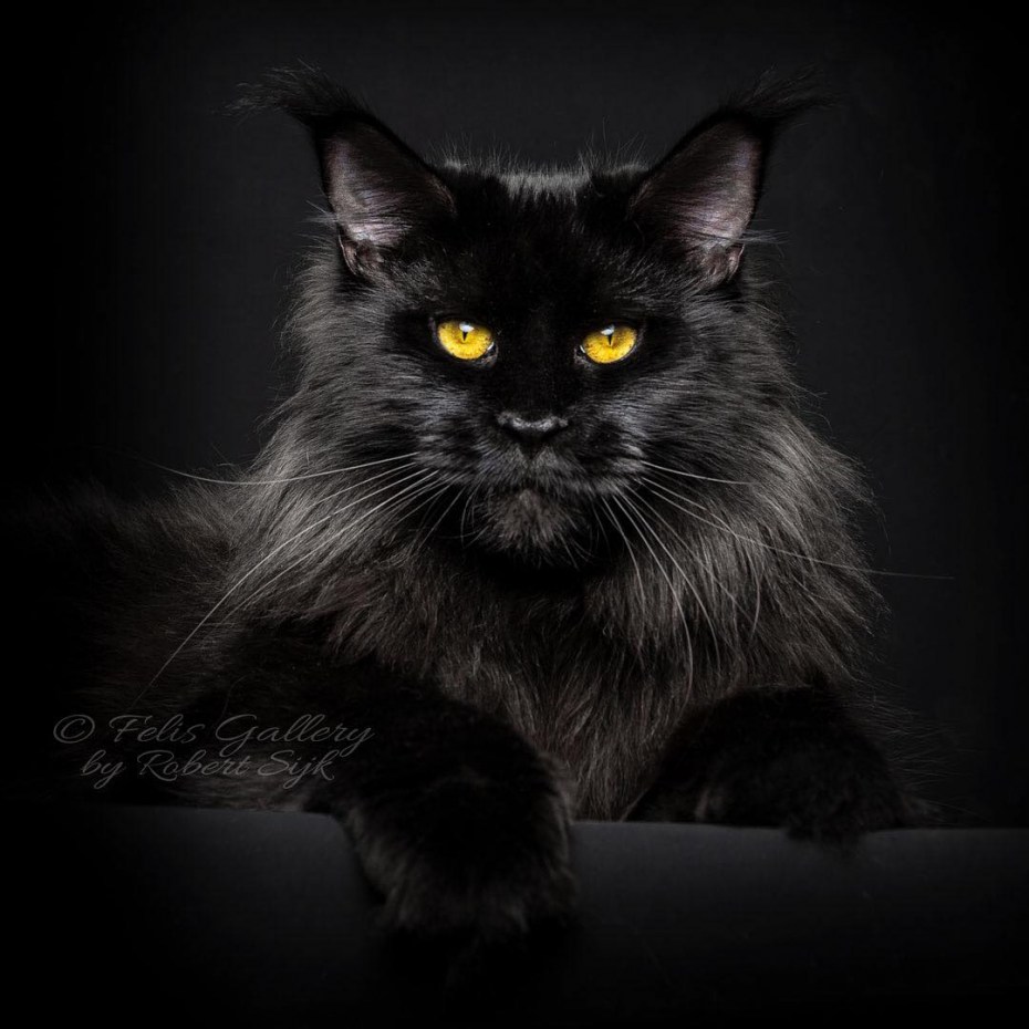Robert Sijka фотограф