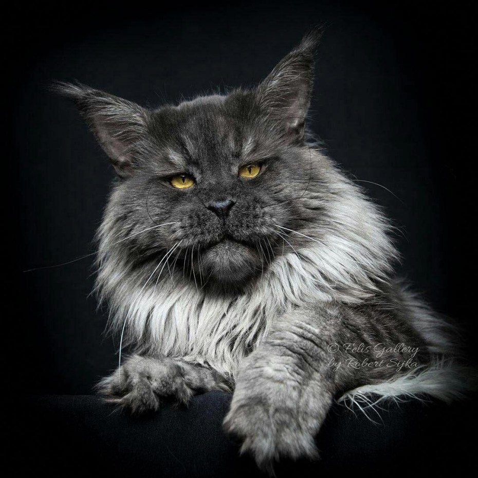 Мейн кун Robert Sijka