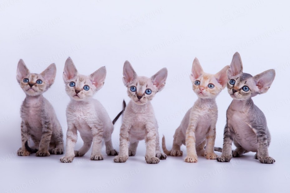 Кошка Девон рекс котенок