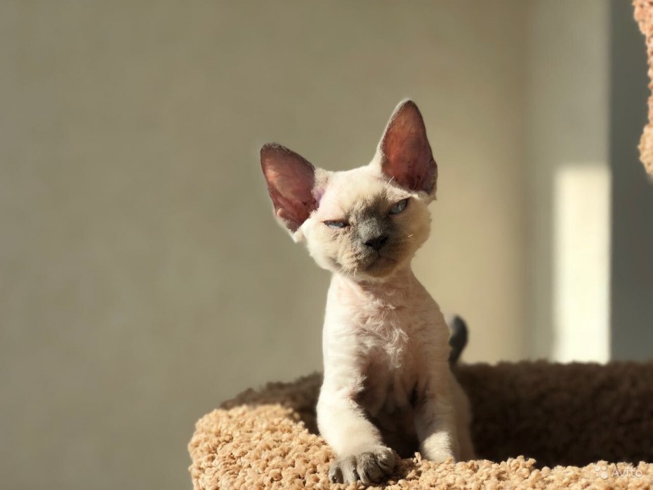 Девон рекс кошка