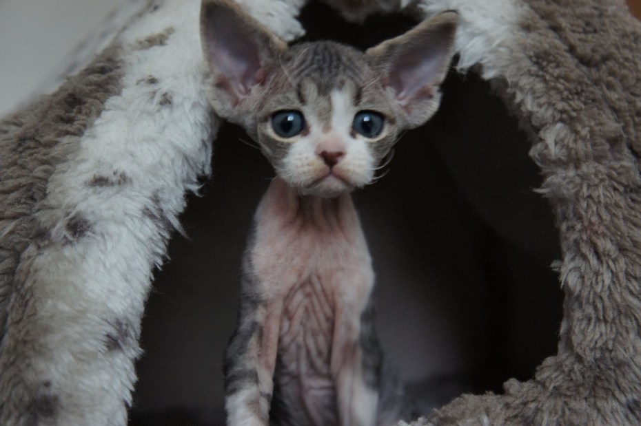 Коты Девон рекс