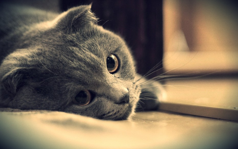 Кот скучает
