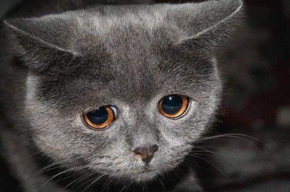 Котик плачет