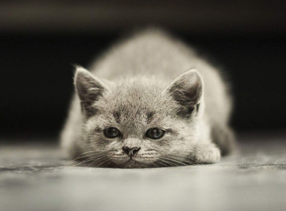 Кот грустит